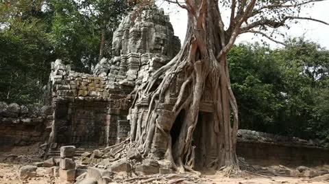 Banyan Tree at Ta Som Stock Footage 12442943