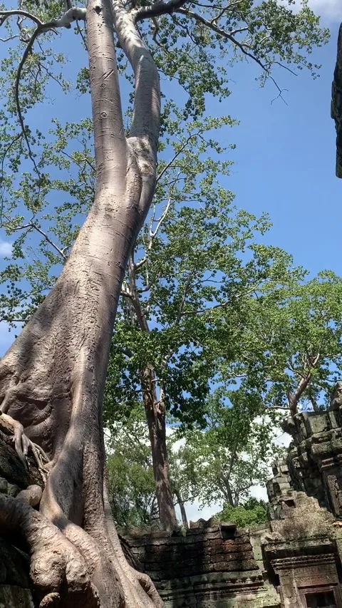 Banyan tree at a temple in Angkor Stock-Footage 340665305