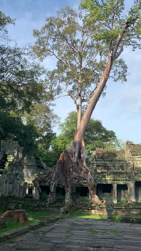 Banyan tree at a temple in Angkor Stock Footage 340665426
