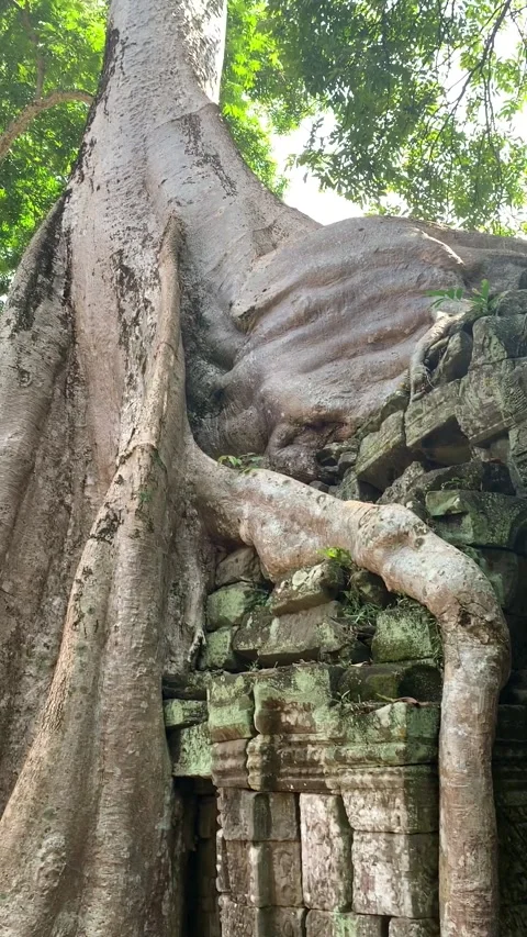 Banyan tree at a temple in Angkor Stock Footage 340885711