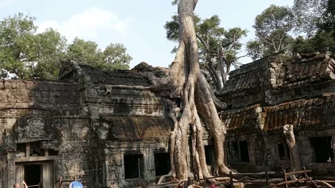 Banyan Tree Tilt Up Ancient Angkor Tourists Cambodia 4k Stock Footage 85091739