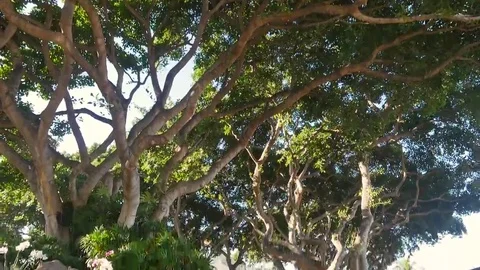 Banyan Tree tilt down to small waterfall and pond. Stock Footage 69188138