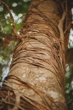 Banyan tree trunk bottom view,summer in asia Stock Photos