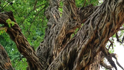 Banyan tree trunk with carving roots. Steadicam shot 動画素材 83745741