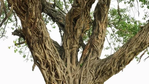 Banyan tree trunk with carving roots. Steadicam shot Stock Footage 83745775