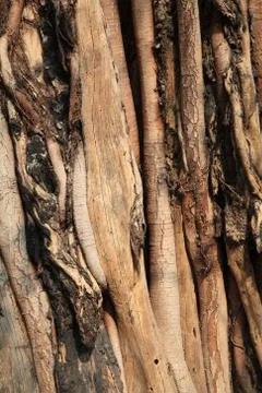 Banyan tree trunk root Foto stock