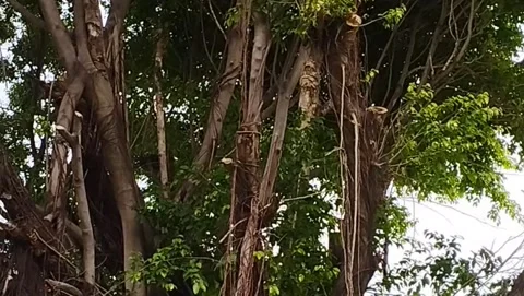 The banyan tree trunk is very beautiful Stock Footage 228806546