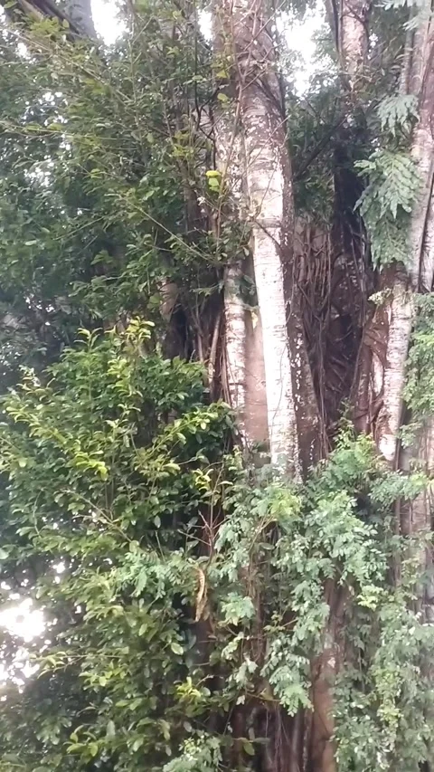 The banyan tree is very large, hundreds of years old. Stock Footage 325569729