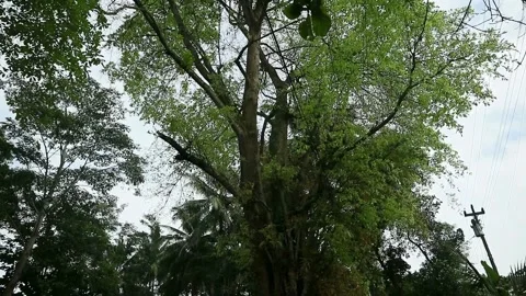 Banyan tree water conservation tree Stock-Footage 330677793