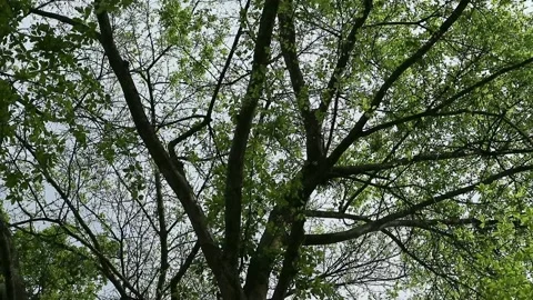 Banyan tree water conservation tree Stock-Footage 330677797