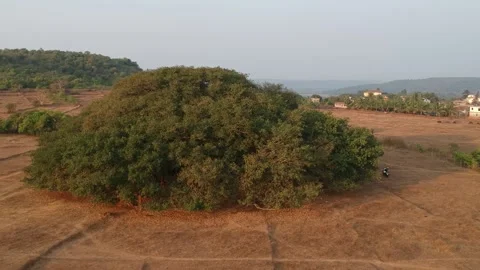 Banyan Tree Zoom Out Stock Footage 130669944