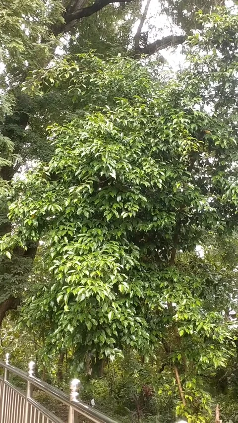 Banyan trees and tamarind trees 動画素材 327692309