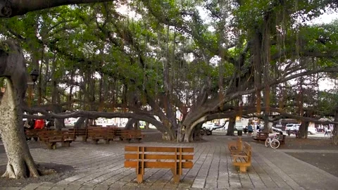 Banyan Trees Video stock 241886146