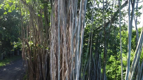 Banyan Trees Stock Footage 246823920