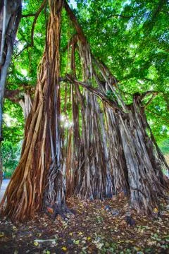 Banyan trees Stock Photos