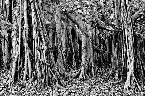 Banyan Trees Foto stock