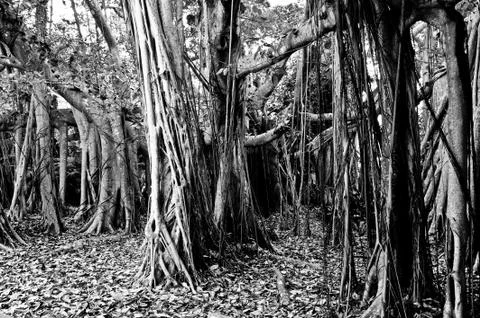 Banyan Trees Stock Photos