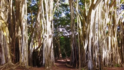 Banyan Trees in Rainforest Vidéo 77074711