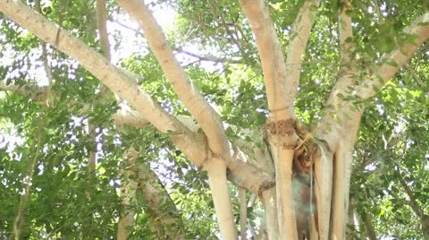 Banyon Tree 01 库存影片 12150916