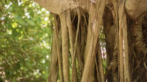 Banyon Tree Stock Photos