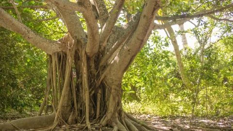 Banyon tree Stock Photos
