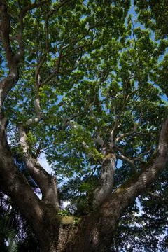 The banyon tree Stock Photos