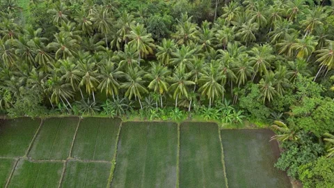 Banyuwangi City Indonesia Drone Java Stock Footage 309389134