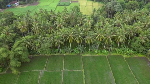 Banyuwangi City Indonesia Drone Java Stock Footage 309389272