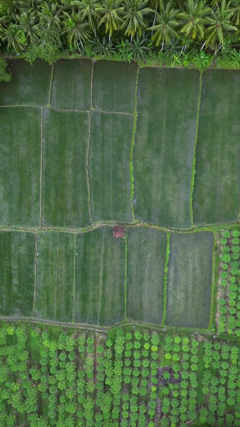 Banyuwangi City Indonesia Drone Java Stock Footage 309389408