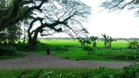 Banyuwangi East Java Trembesi trees De Djawatan Forest, Indonesia green tourist Stock Footage 336556247