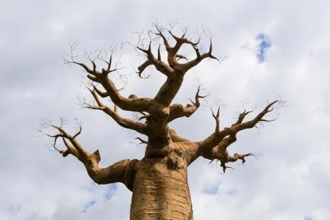Baobab 2 Stock Photos