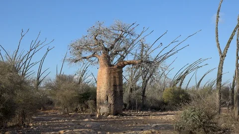 Baobab and octopus trees in south Madagascar, Africa.2 Stock Footage 106988138