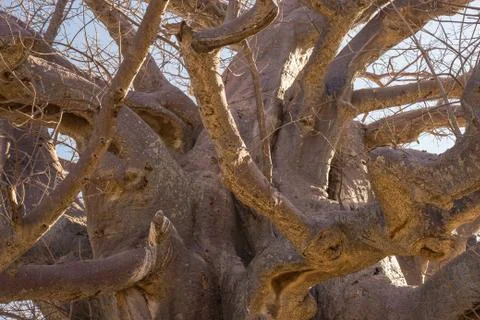 Baobab close up pattern, fisheye view. Botswana, one of the most attractive t Stock Photos