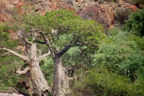 Baobab at Epupa Falls Stock Photos