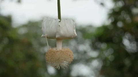 Baobab flower  4K Stockbeeldmateriaal 71156523