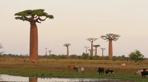 Baobab forest in evening light and zebus in Madagascar Stock Footage 63750871