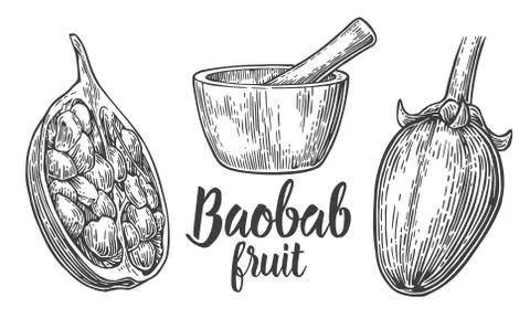 Baobab fruit and seeds. Mortar and pestle. Vector vintage engraved illustration Stock Illustration