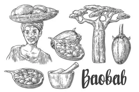 Baobab fruit, tree and seeds. Mortar and pestle. African woman carries a bask Stock Illustration