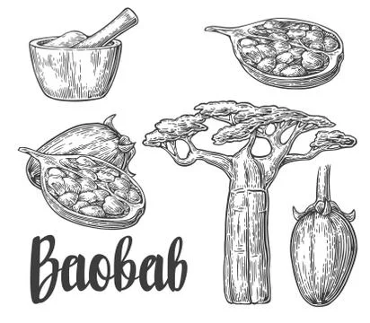 Baobab fruit, tree and seeds baobab. Mortar and pestle. Vector vintage engraved Stock Illustration