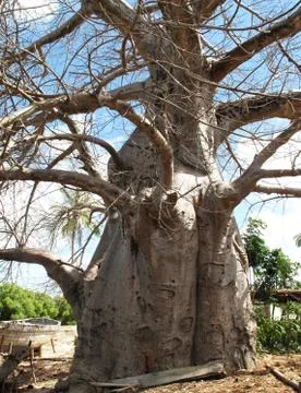 Baobab-giant tree Stock Photos