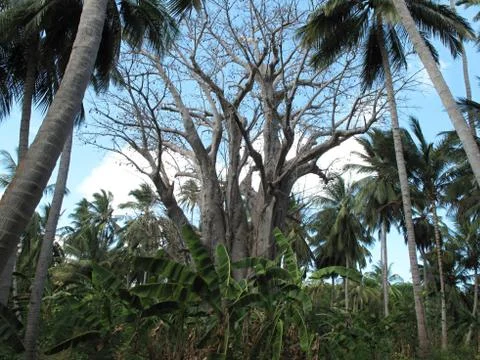 Baobab- giant tree Stock Photos