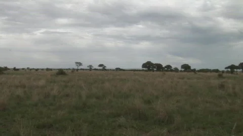 Baobab landscape Stock Footage 682503