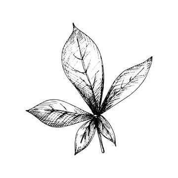 Baobab leaf. Vintage vector hatching illustration isolated on white Stock-Illustration