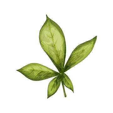 Baobab leaf. Vintage vector hatching illustration isolated on white Stock Illustration