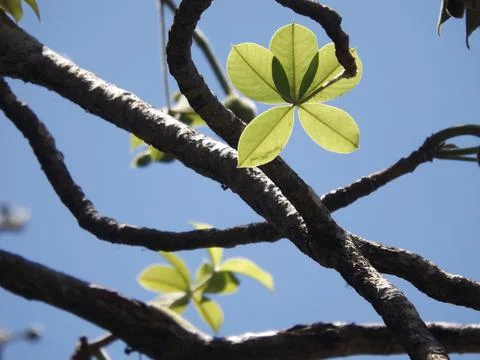 Baobab leaves Stock Photos