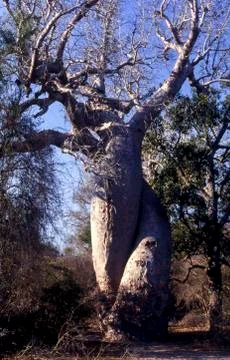 Baobab in Love Stock Photos