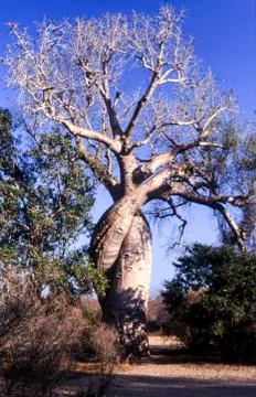 Baobab in Love Stock Photos
