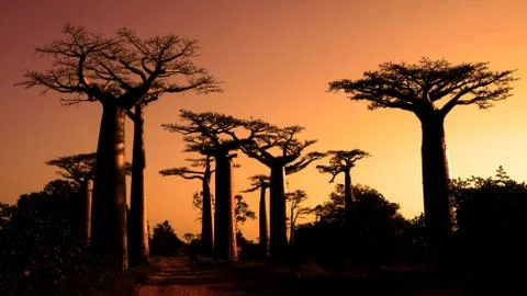 Baobab, Madagascar Stock Photos