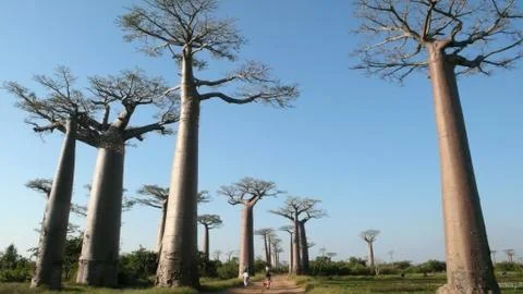 Baobab, Madagascar Stock Photos