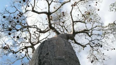 Baobab, Madagascar Stock Photos